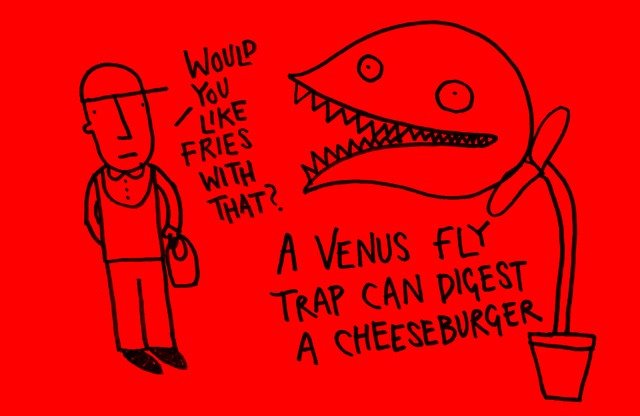 fun fact about venus fly trap - Would You Fries With That? A Venus Fly Trap Can Digest A Cheeseburger