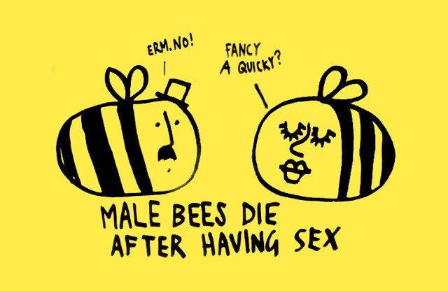 sunday fun facts - Erm. No! Fancy A Quicky? Male Bees Die After Having Sex