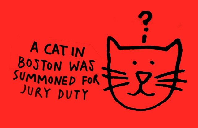 Film frame - A Cat In Boston Was Summoned For Jury Duty