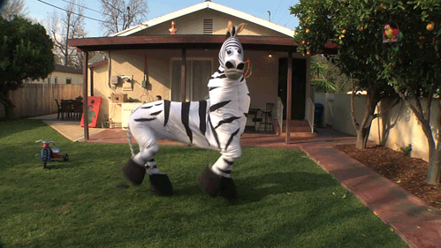 dancing zebra gif