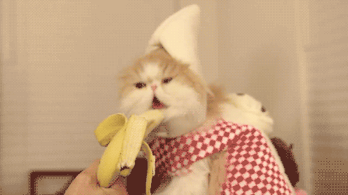 cat eating banana gif