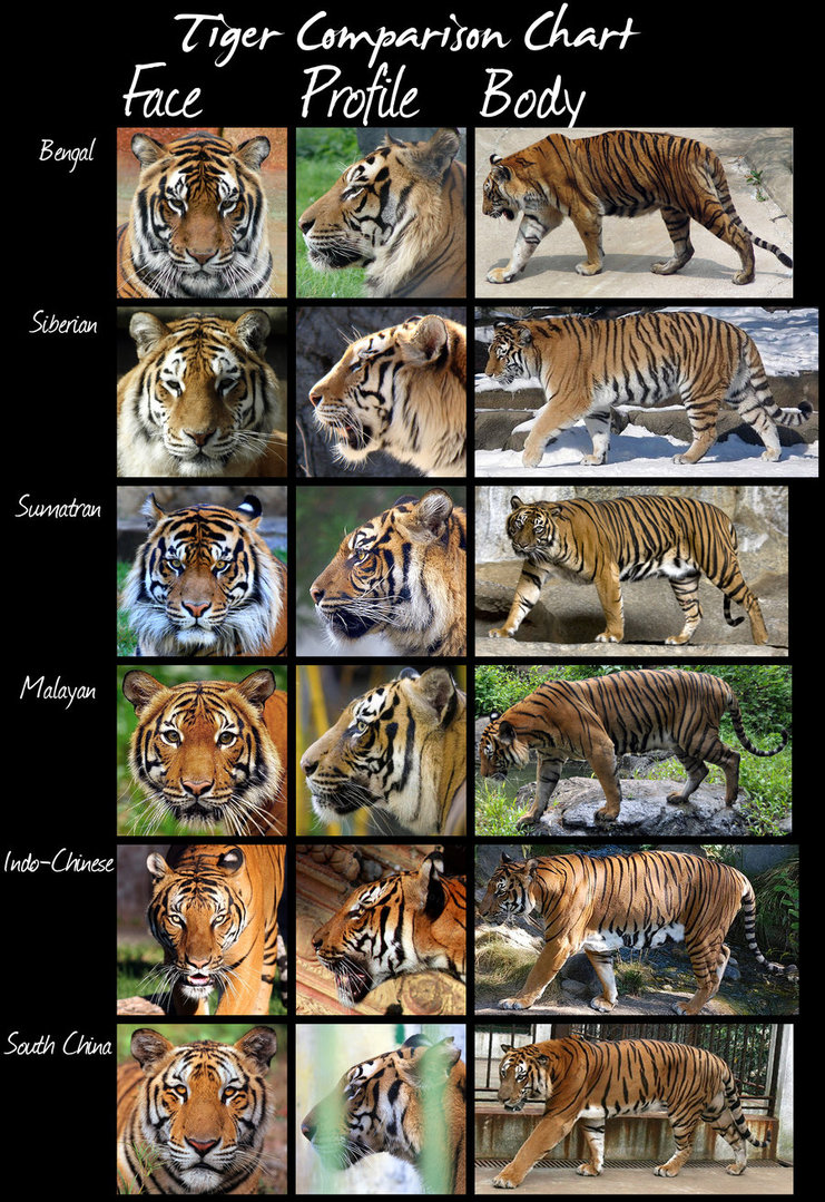 There are 10 subspecies of Tigers. 6 living, but endangered, 3 extinct in modern times, and 1, the Trinil that went extinct about 1.2 million years ago.