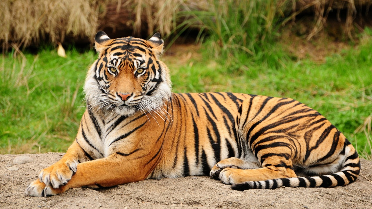 Bengal Tiger AKA Indian Tiger. Second Largest Subspecies. Can grow up to 10 ft and 600 lbs. Less than 3000 left in the wild.