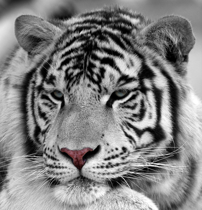 White Bengal Tiger. Only known species of white tigers, not an albino, both parents must possess a recessive gene.