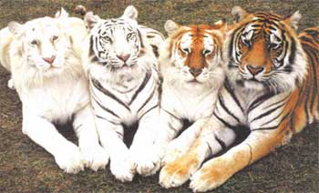 Bengal Tiger color variations.