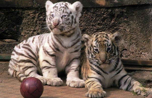Bengal Tiger Cubs.