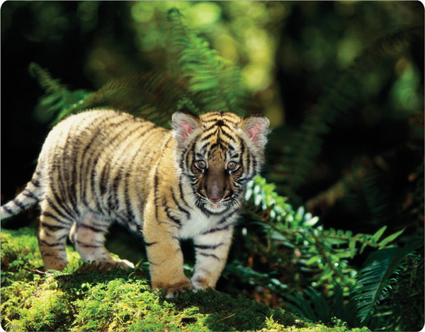 Indochinese Tiger Cub.