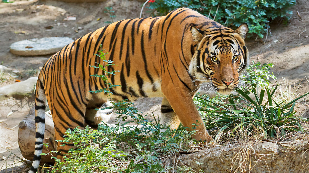 Malayan Tiger. Can grow up to 9 ft and 350 lbs. Less than 500 left in the wild.