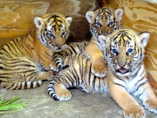 Malayan Tiger Cubs.