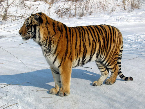 Siberian Tiger AKA Amur Tiger. Largest subspecies. Can grow up to 13 ft and 1000 lbs. Less than 400 left in the wild.