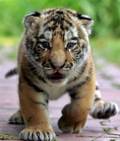 Siberian Tiger Cub.