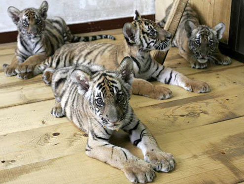 South China tiger Cubs.