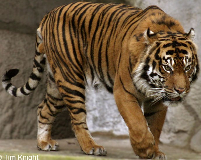 Sumatran Tiger. Smallest subspecies still in existence. Can grow up to 7.5 ft and 325 lbs. Less than 500 left in the wild.
