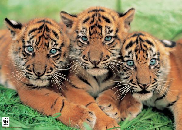 Sumatran Tiger Cubs.