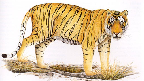Extinct: Bali Tiger drawing. Last known sighting 1937. Declared extinct in 2003. No known photographs of a live tiger exist.