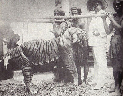 Extinct: Bali Tiger. Last known sighting 1937. Declared extinct in 2003. No known photographs of a live tiger exist.