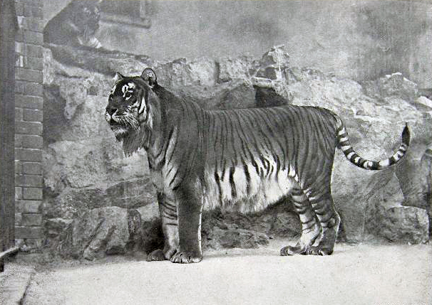 Extinct: Caspian Tiger. Last known sighting 1958. Declared extinct in 2003.
