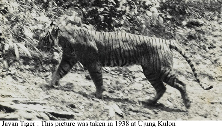 Extinct: Javan Tiger. Last known sighting 1972. Declared extinct in 2003.