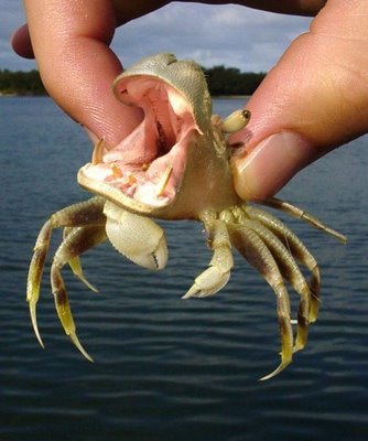 photoshop animal hippo crab