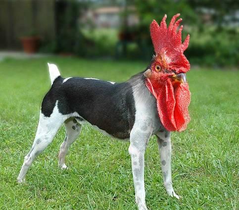 photoshop animal weird chicken