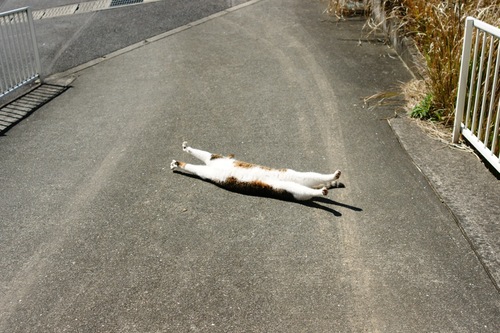 Cat Planking!!
