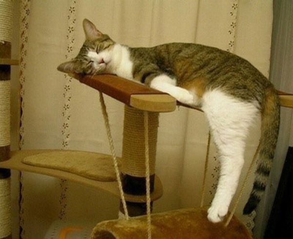 Cat Planking!!