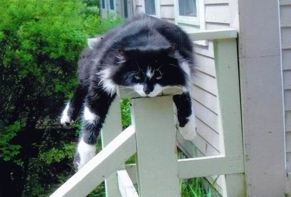 Hope you enjoyed the EXTREME sport of cat planking!!