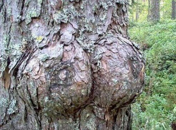 Nature Is Naughty