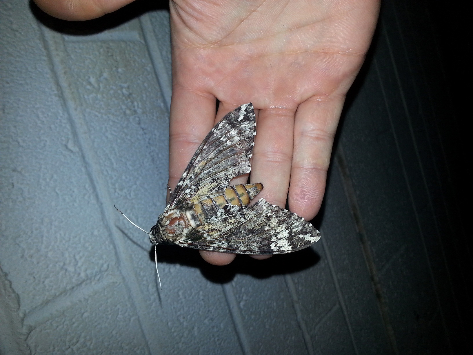I caught this big ass moth at my mom's house last night. One of her cats was trying to eat it. Not the biggest one I've ever seen, but its still pretty big.