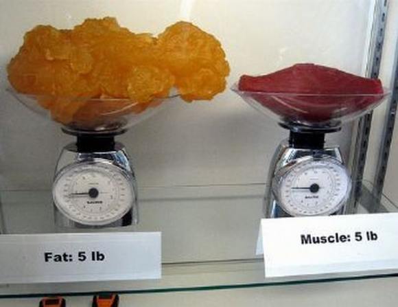 does muscle weigh more than fat - Muscle 5 lb Fat 5 lb