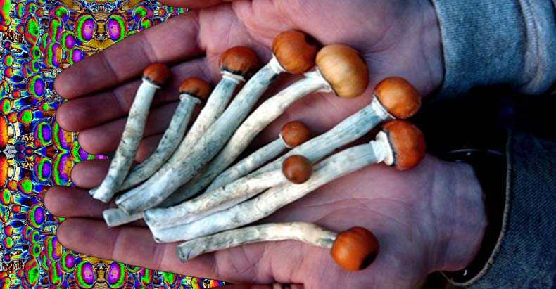 Magic Mushrooms!