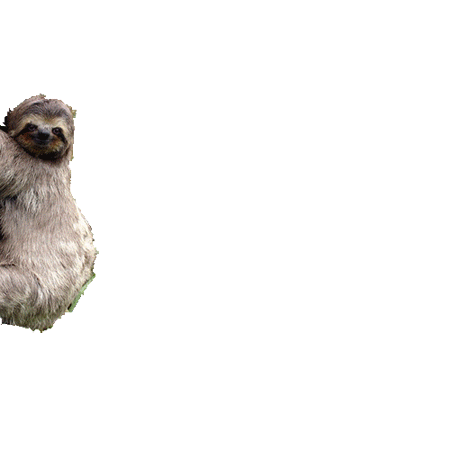 transparent sloth gif