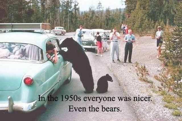 feed my son - In the 1950s everyone was nicer. Even the bears.