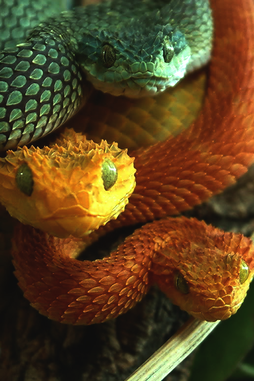 viper pet snakes