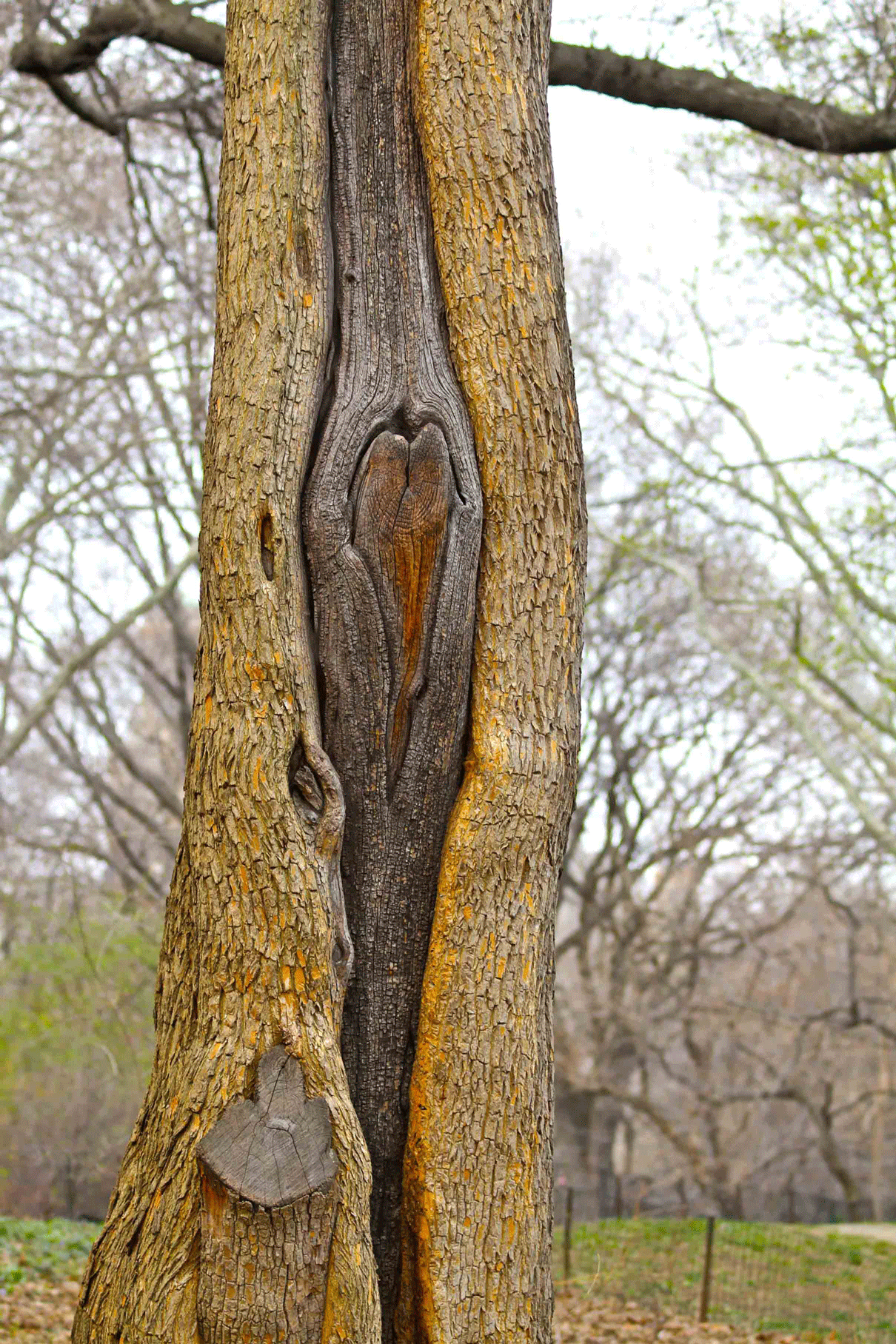 A tree, with a vagina. 