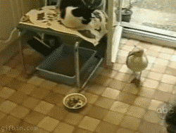 Funniest gifs EVER