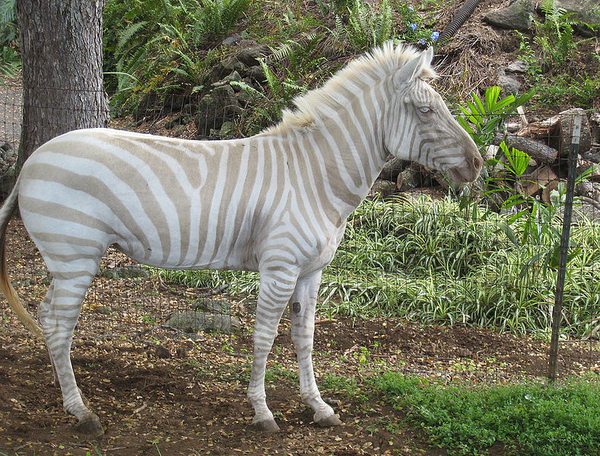 albino zebrah