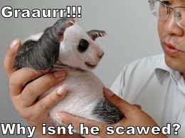 scary baby panda - Graaurr!!! Why isnt he scawed?