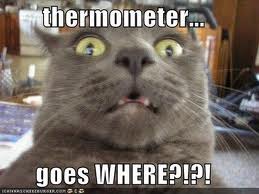 funny cat - thermometer... goes Where?!?!