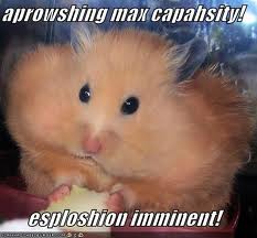 funny hamster - aprowshing max capahsity! esuloshion imminent!