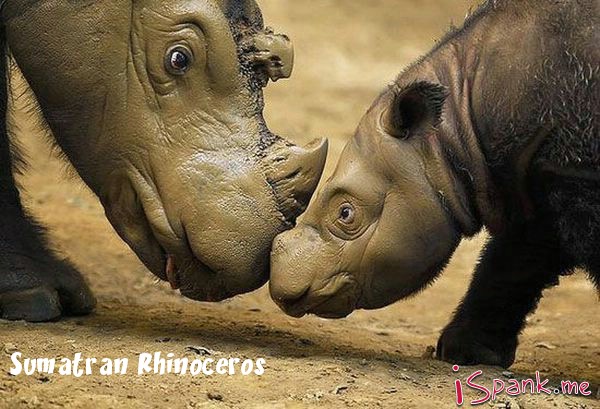 weird animal ugly rhino - Sumatran Rhinoceros 1 Spank.me