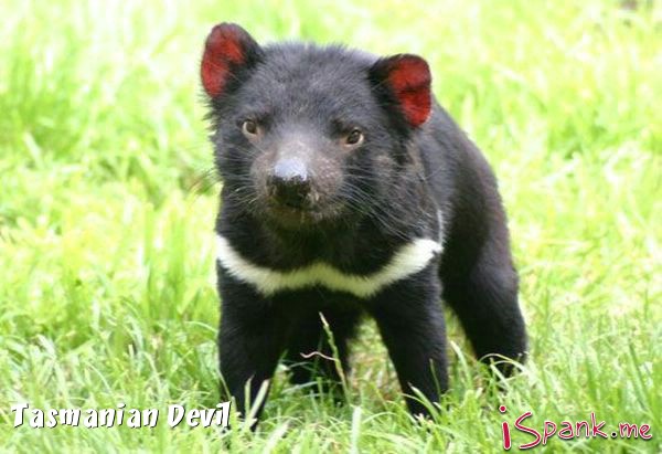 weird animal tasmanian devil dangerous - Tasmanian Devil Spank.me
