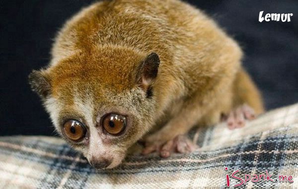 weird animal Lemur Spark.me