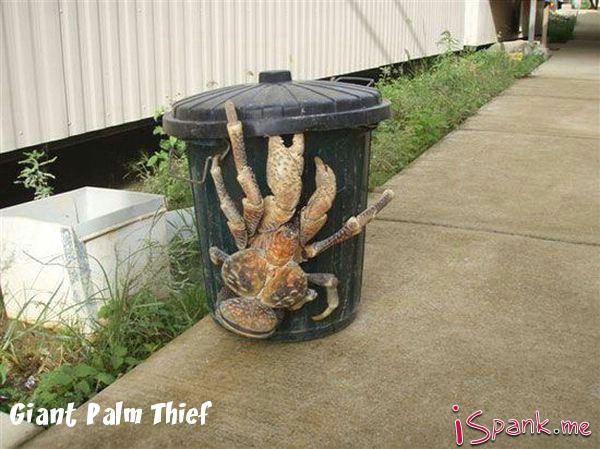 weird animal coconut crabs edible - Giant Palm Thief 1 2002 2