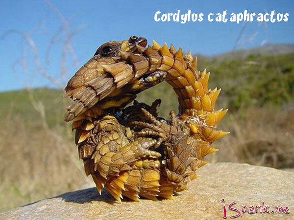weird animal golden armadillo lizard