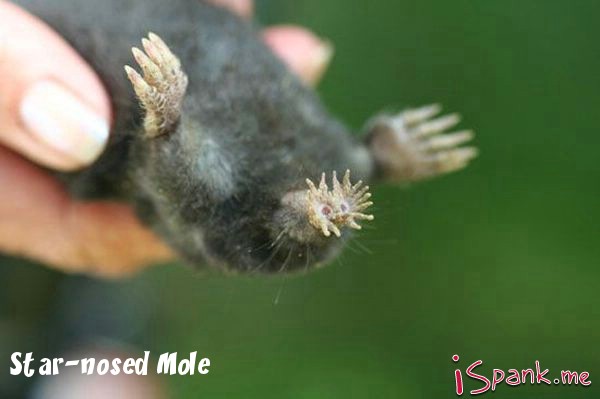 weird animal star nosed mole baby - Starnosed Mole i Spank.me