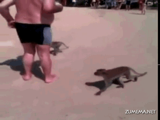monkey cooperation