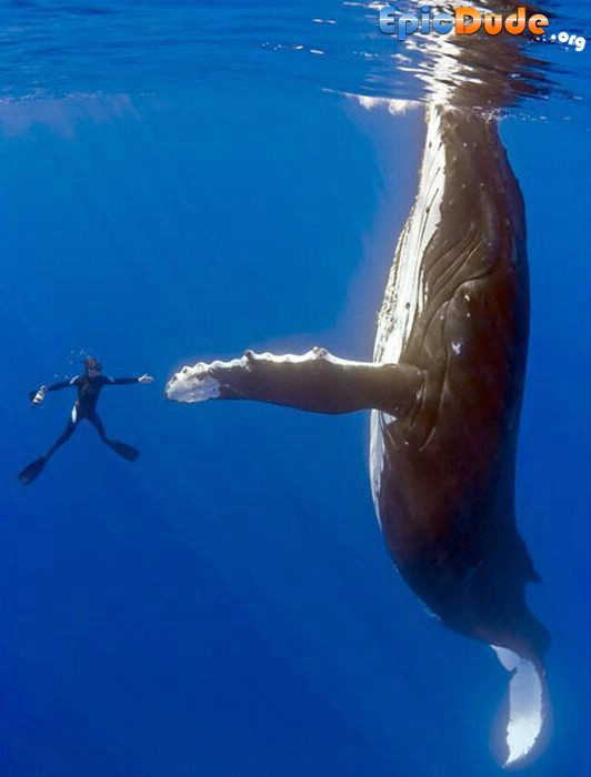 Whale and Human