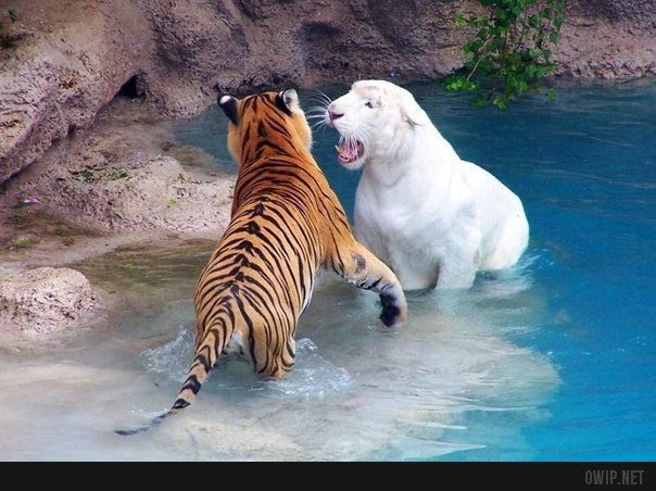 London zoo - tigers