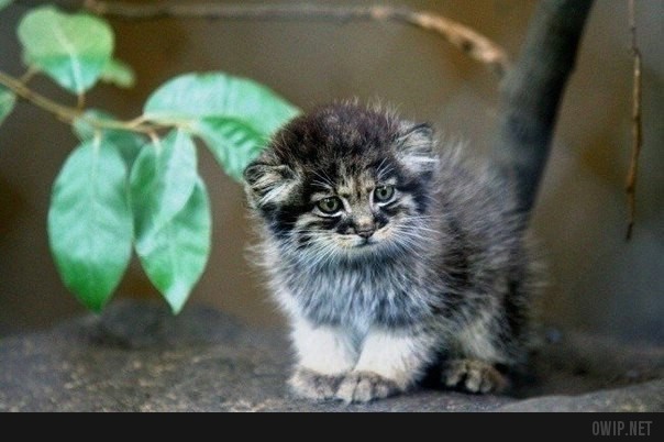 This is baby cub Manul